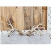 Image 1 : 239" Whitetail Shed Antlers