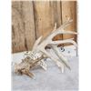 Image 2 : 239" Whitetail Shed Antlers