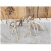 Image 4 : 239" Whitetail Shed Antlers