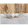 Image 1 : 189" Heavy Mass Whitetail Shed Antlers