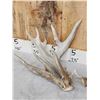 Image 2 : 189" Heavy Mass Whitetail Shed Antlers