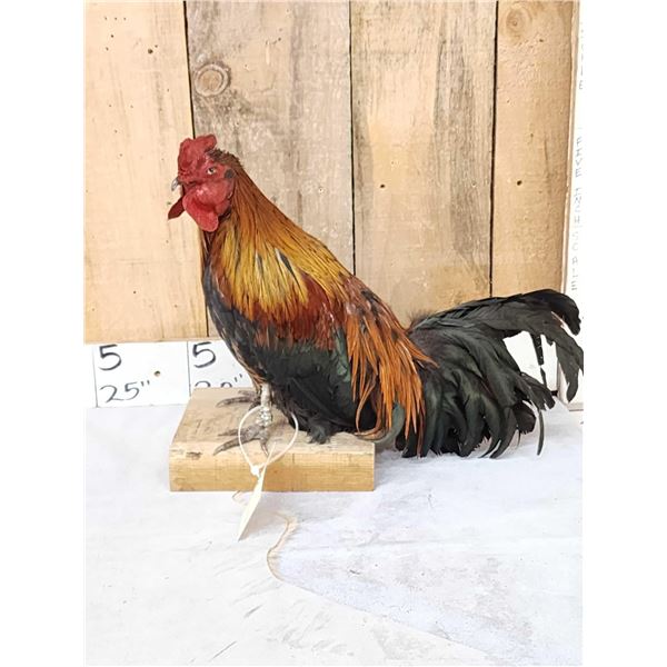 Domestic Rooster Full Body Chicken Bird Taxidermy