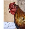 Image 2 : Domestic Rooster Full Body Chicken Bird Taxidermy