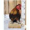 Image 3 : Domestic Rooster Full Body Chicken Bird Taxidermy