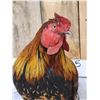 Image 4 : Domestic Rooster Full Body Chicken Bird Taxidermy