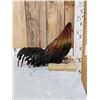 Image 5 : Domestic Rooster Full Body Chicken Bird Taxidermy