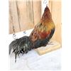 Image 6 : Domestic Rooster Full Body Chicken Bird Taxidermy