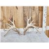 Image 1 : HEAVY Mass 242" Whitetail Shed Antlers