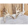 Image 2 : HEAVY Mass 242" Whitetail Shed Antlers