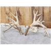 Image 3 : HEAVY Mass 242" Whitetail Shed Antlers