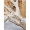 Image 4 : HEAVY Mass 242" Whitetail Shed Antlers