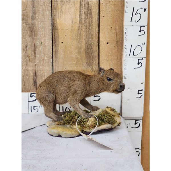 Baby Capybara Full Body Taxidermy Mount