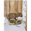 Image 1 : Baby Capybara Full Body Taxidermy Mount