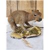 Image 2 : Baby Capybara Full Body Taxidermy Mount