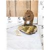 Image 3 : Baby Capybara Full Body Taxidermy Mount