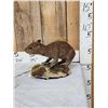 Image 4 : Baby Capybara Full Body Taxidermy Mount