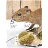 Image 5 : Baby Capybara Full Body Taxidermy Mount