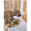 Image 6 : Baby Capybara Full Body Taxidermy Mount