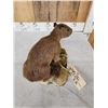 Image 7 : Baby Capybara Full Body Taxidermy Mount