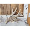 Image 2 : Mini Monster 253" Whitetail Shed Antlers