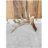 Image 1 : Big Gnarly Whitetail Shed Antler