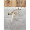 Image 3 : Big Gnarly Whitetail Shed Antler