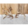 Image 1 : 188" Whitetail Shed Antlers