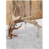 Image 2 : 188" Whitetail Shed Antlers