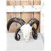 Image 1 : Big 4 Horn Jacob's Shed Skull Taxidermy