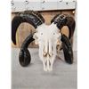 Image 2 : Big 4 Horn Jacob's Shed Skull Taxidermy