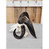 Image 3 : Big 4 Horn Jacob's Shed Skull Taxidermy