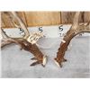 Image 4 : Awesome 223" Whitetail Shed Antlers