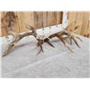 Image 6 : Awesome 223" Whitetail Shed Antlers