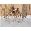 Image 7 : Awesome 223" Whitetail Shed Antlers