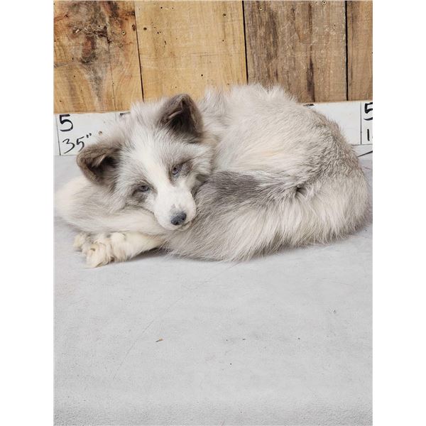 Marble Ranch Fox Full Body Soft Taxidermy Mount