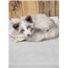 Image 1 : Marble Ranch Fox Full Body Soft Taxidermy Mount