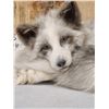 Image 2 : Marble Ranch Fox Full Body Soft Taxidermy Mount