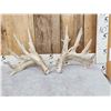 Image 1 : BIG Heavy Mass Whitetail Shed Antlers