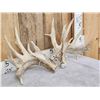 Image 2 : BIG Heavy Mass Whitetail Shed Antlers