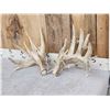 Image 3 : BIG Heavy Mass Whitetail Shed Antlers