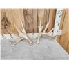 Image 4 : BIG Heavy Mass Whitetail Shed Antlers