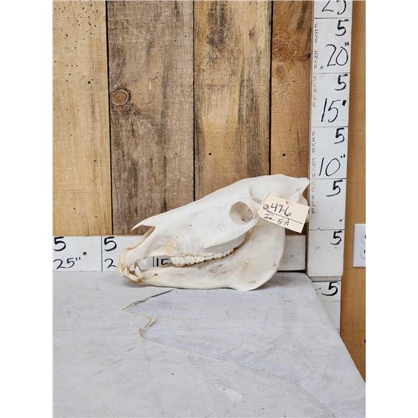 Zebra Skull Taxidermy