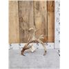 Image 1 : 110" Whitetail Shed Antler