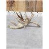 Image 3 : 110" Whitetail Shed Antler