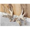 Image 2 : Heavy Palmated 185" Whitetail Shed Antlers