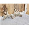 Image 3 : Heavy Palmated 185" Whitetail Shed Antlers