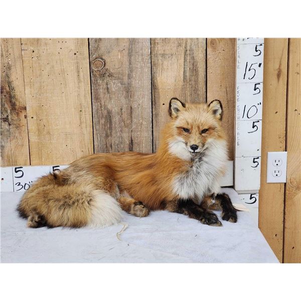 Alaskan Red Fox Full Body Taxidermy Mount