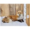 Image 1 : Alaskan Red Fox Full Body Taxidermy Mount