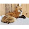 Image 2 : Alaskan Red Fox Full Body Taxidermy Mount