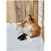 Image 3 : Alaskan Red Fox Full Body Taxidermy Mount